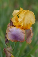 Tall Bearded Iris 'Sunset Sky' 
