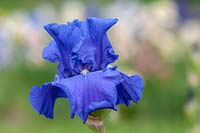Tall Bearded Iris 'Shipshape' 