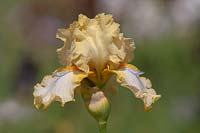 Tall bearded Iris 'Sky Hooks' 