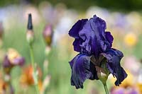 Tall Bearded Iris 'Tuxedo' 