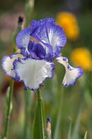 Tall Bearded Iris 'Blue Staccato' 