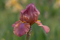 Tall Bearded Iris 'Sultan's Robe' 