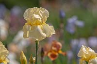 Iris germanica 'Desert Song' - Tall Bearded Iris 'Desert Song' Fay, 1946 