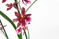Cambria Orchid 'Barocco Red'