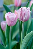Tulipa 'Princess Grey' - Tulip 'Princess Grey'