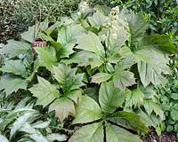 Rodgersia podophylla - Rodgers' bronze-leaf
