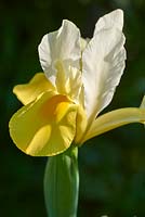 Iris hollandica 'Symphony' - Dutch Iris 