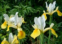 Iris hollandica 'Symphony' - Dutch Iris