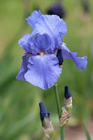 Tall Bearded Iris 'Quicksilver' 