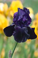Tall Bearded Iris 'Licorice Stick' 