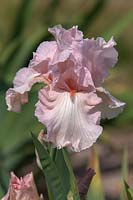 Tall Bearded Iris 'Vanity' 