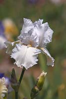 Tall Bearded Iris 'Lacy Snowflake' 