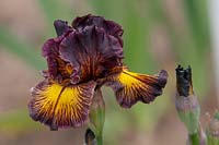 Tall bearded Iris 'Tuscan Summer' 