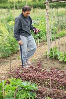 Plot with man picking Red Spinach 