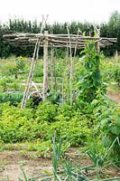 Plot with different vegetables including Bottle Gourd - Lauki - growing up plant support 