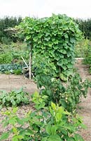 Plot with vegetables including Bottle Gourd - Lauki - growing up plant support
