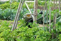 Watering cans stored on vegetable plot