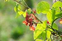 Phaseolus coccineus - Red Climbing Bean 
