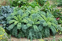Brassic oleracea var. acephala - Kale - in bed with Beta vulgaris - Chard - 