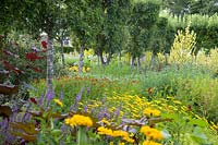 Colourful summer displays in The Flower Garden including verbascum, helenium, Buphthalmum salicifolium, heliopsis, campanula, echinops and pleached trees, Loseley Park, Surrey