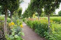 Pathway lined with trees through colourful summer borders of Crocosmia 'Lucifer', Euphorbia, Verbascum and Heliopsis