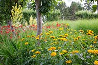 Colourful summer border with verbascum, Crocosmia 'Lucifer' and Heliopsis.  Loseley Park, Surrey