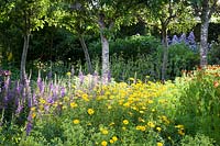 Colourful summer displays in the Flower Garden with Campanula, Alchemilla mollis, Buphthalmum salicifolia 'Sunwheel' and Helenium 