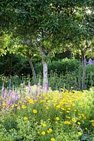 Flower garden with Campanula, Alchemilla mollis, Buphthalmum salicifolia 'Sunwheel' and Helenium under trees
