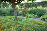 Mulberry tree underplanted with Tagetes - Marigolds in Loseley Park, Surrey, UK.
