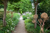 Formal path through herb garden with clipped domes, Salvia sclarea, Tanacetum parthenium and Angelica seedheads 
