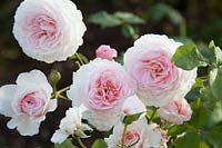 Rosa 'James Galway'