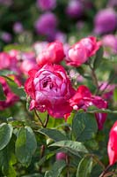 Rosa 'Benjamin Britten' - English Shrub Rose