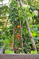 Tomatoes growing on supports in a raised vegetable bed. 