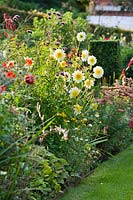 Mixed summer bed with Dahlia 'Paso Doble'. 