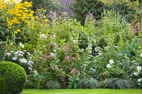 Packed border with mostly white plants including: Hydrangea paniculata 'Early Sensation', which is already turned pink, Agastache rugosa'Alba', Carex, Dahlia 'Snowflake' and Ammi majus