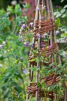 Decorative willow wigwam support for Clematis.