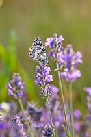 Butterfly on lavender flower