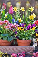 Terracotta pots planted with flowering daffodils, tulips, Muscari, pansies and primrose.