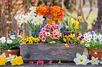 Crate and pots with primroses, pansies, daffodils, bellis and muscari.