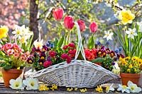 Trug with Tulips, Primulas, Pansies and Bellis.