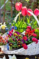 Trug with tulips, pansies and bellis.
