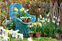 Potted spring flowers including daffodils, pansies and bellis surround wicker chair in garden.

