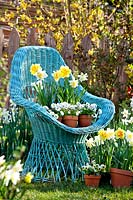 Potted spring flowers including daffodils, pansies and bellis surround wicker chair in garden.
