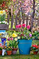 Display of potted spring flowers including daffodils, tulips, pansies, primroses and bellis.
