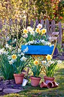 Spring flower display with daffodils and bellis.