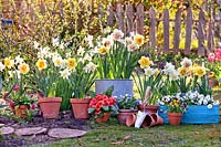 Spring flower display with daffodils, primroses, pansies and bellis.