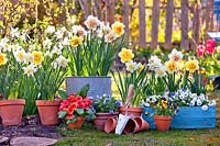 Spring flower display with daffodils, primroses, pansies and bellis.