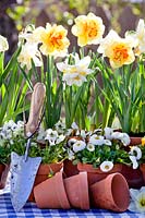 Daffodils, bellis and pansies in containers.