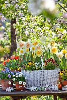 Spring floral arrangement with daffodils, bellis, pansies and tulips.
