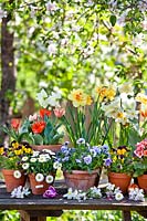 Pots with daffodils, bellis, tulips and pansies.
